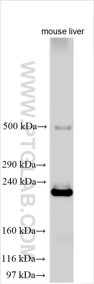 Various lysates were subjected to SDS PAGE followed by western blot with 27751-1-AP (APOB antibody) at dilution of 1:1000 incubated at room temperature for 1.5 hours. Western Blot (WB) analysis of various lysates using APOB Polyclonal antibody (27751-1-AP)