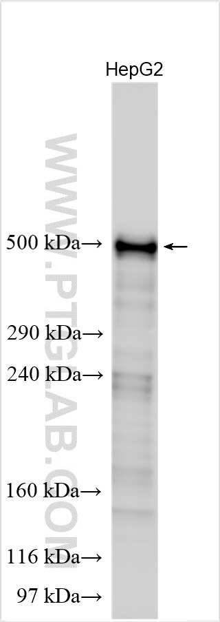 Various lysates were subjected to SDS PAGE followed by western blot with 27751-1-AP (APOB antibody) at dilution of 1:1000 incubated at room temperature for 1.5 hours. Western Blot (WB) analysis of various lysates using APOB Polyclonal antibody (27751-1-AP)