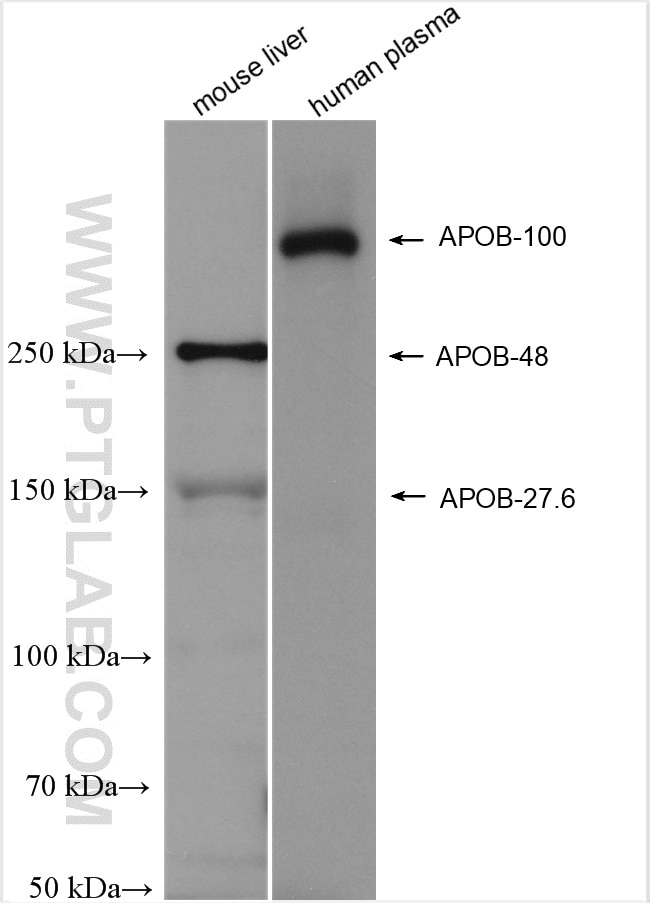 Western Blot (WB) analysis of mouse liver tissue using HRP-conjugated APOB Polyclonal antibody (HRP-20578)