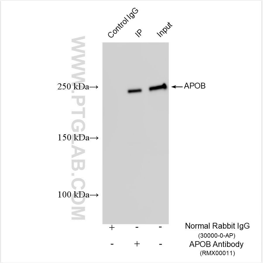 IP result of anti-APOB (IP:RMX00011, 4ug; Detection:RMX00011 1:2000) with mouse liver tissue lysate 2400 ug. Immunoprecipitation (IP) experiment of mouse liver tissue using Multi-rAb™ APOB Multi-Recombinant antibody (RMX00011)