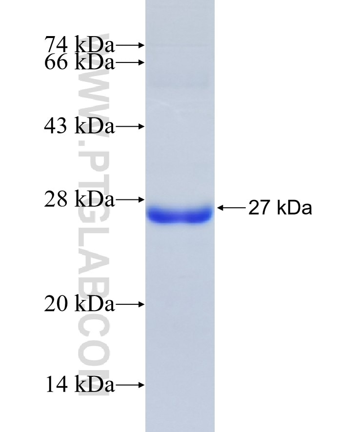 APOB fusion protein Ag26800 SDS-PAGE