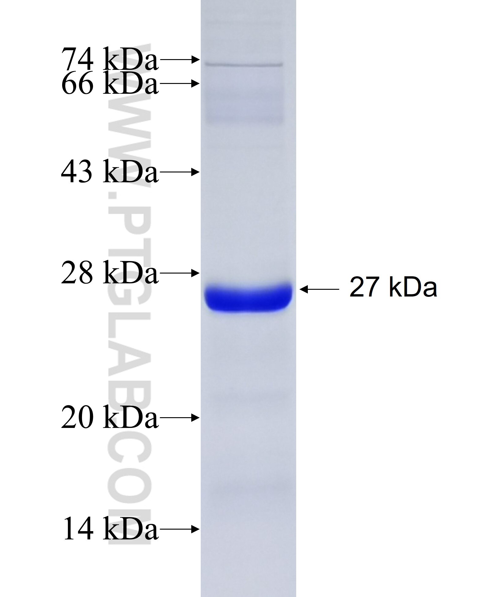 APOB fusion protein Ag26800 SDS-PAGE