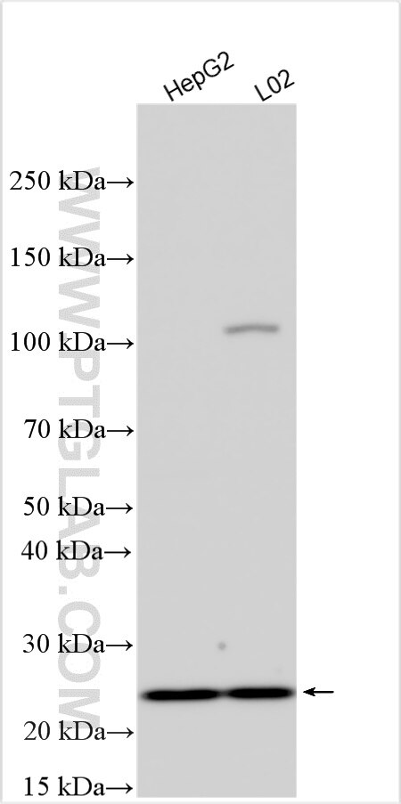 Western Blot (WB) analysis of various lysates using APOBEC1 Polyclonal antibody (32857-1-AP)