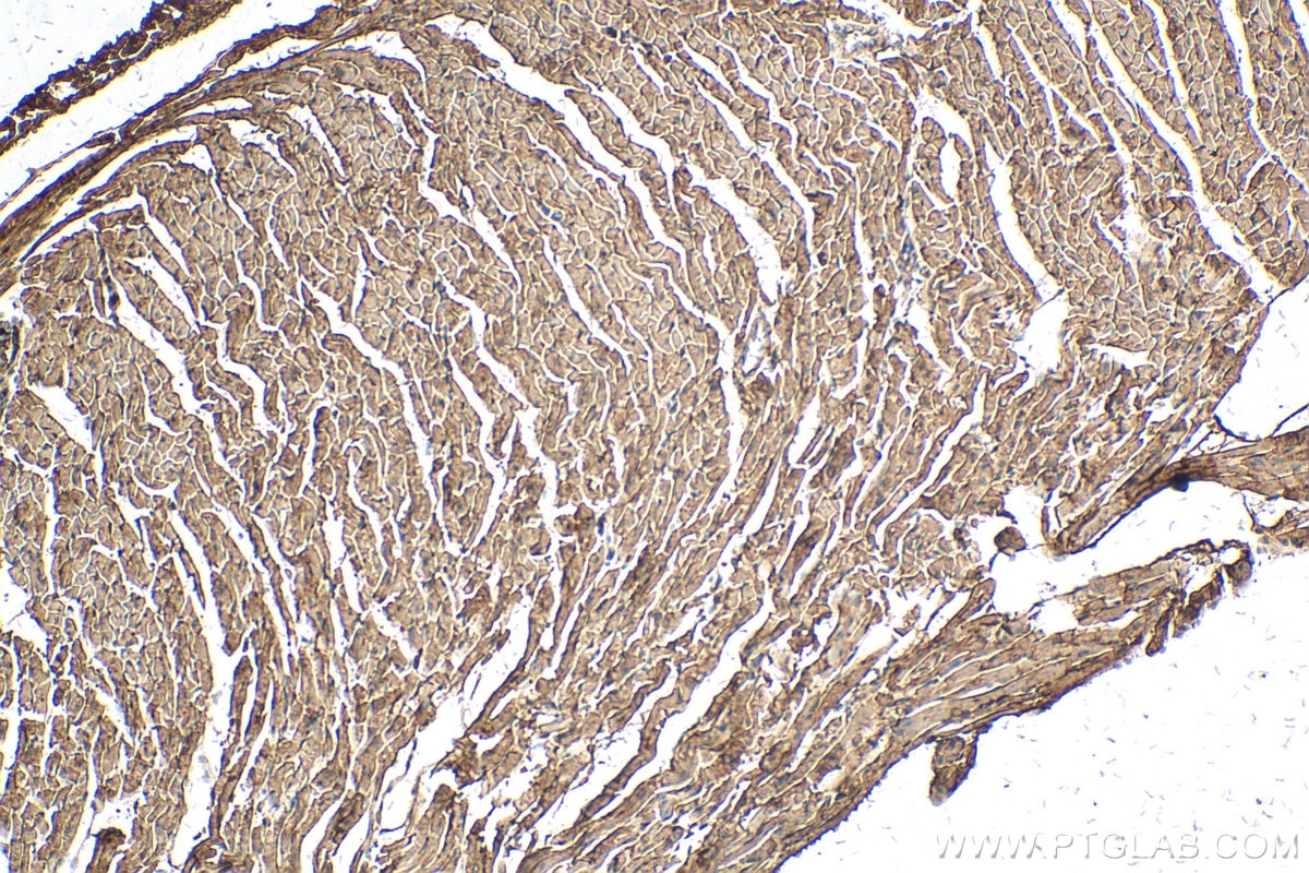 IHC staining of mouse heart using 20121-1-AP