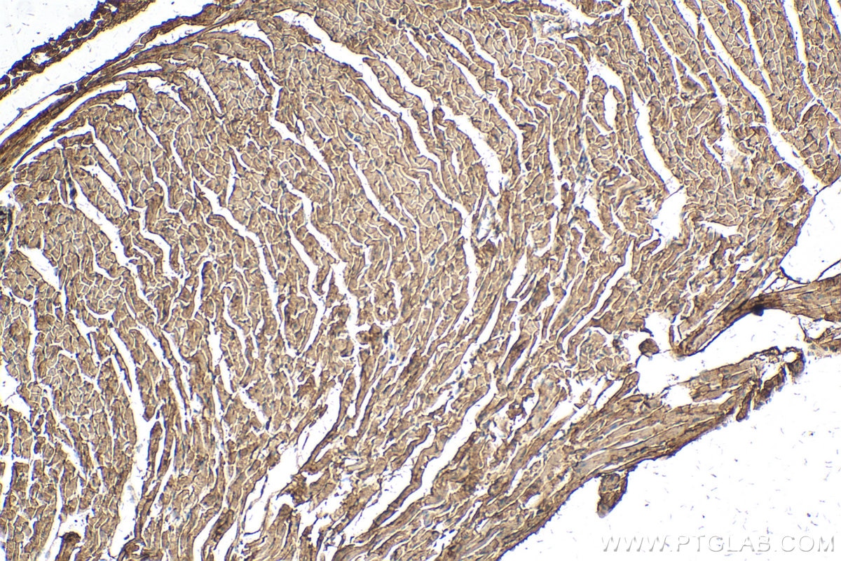 Immunohistochemistry (IHC) staining of mouse heart tissue using APOBEC2 Polyclonal antibody (20121-1-AP)