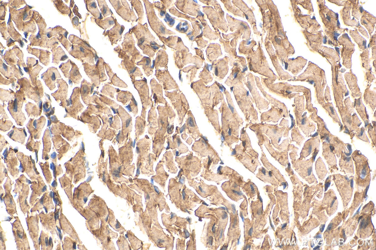 Immunohistochemistry (IHC) staining of mouse heart tissue using APOBEC2 Polyclonal antibody (20121-1-AP)