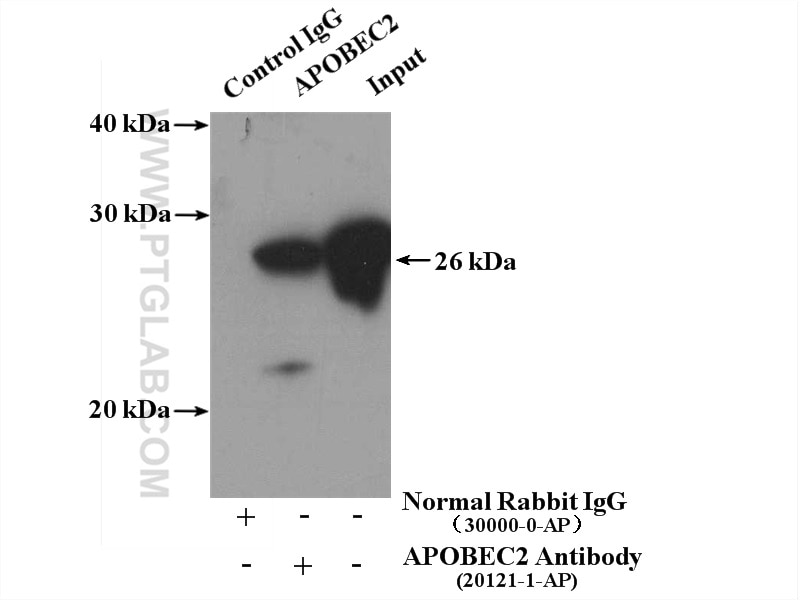 Immunoprecipitation (IP) experiment of mouse skeletal muscle tissue using APOBEC2 Polyclonal antibody (20121-1-AP)