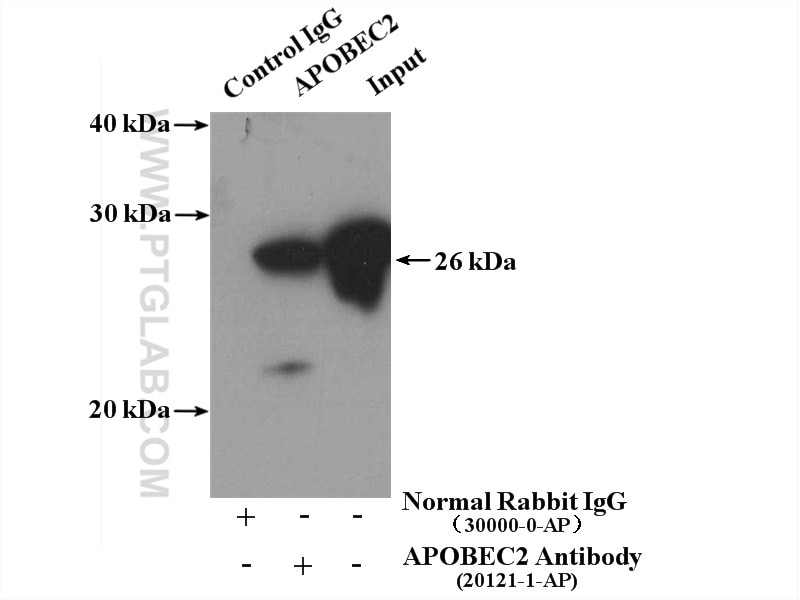 IP experiment of mouse skeletal muscle using 20121-1-AP