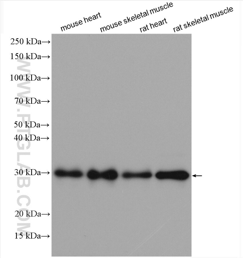 Western Blot (WB) analysis of various lysates using APOBEC2 Polyclonal antibody (20121-1-AP)