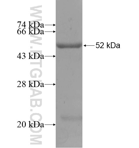 APOBEC2 fusion protein Ag13699 SDS-PAGE
