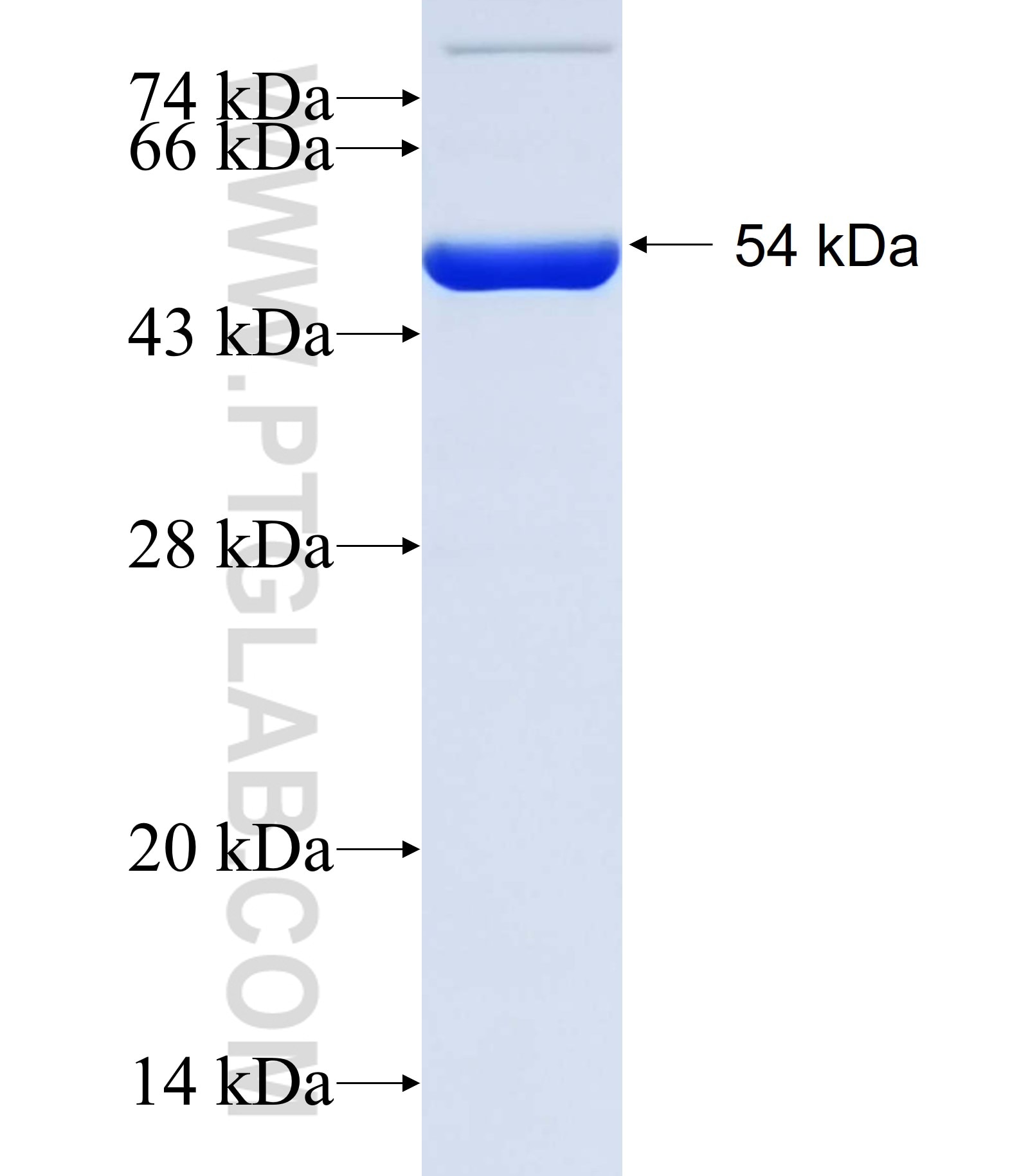 APOBEC2 fusion protein Ag13699 SDS-PAGE