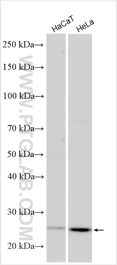 Western Blot (WB) analysis of various lysates using APOBEC3A Polyclonal antibody (25084-1-AP)