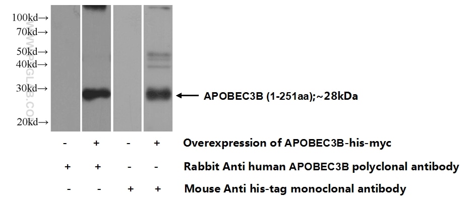 Western Blot (WB) analysis of Transfected HEK-293 cells using APOBEC3B Polyclonal antibody (14559-1-AP)