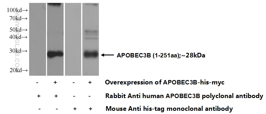 WB analysis of Transfected HEK-293 using 14559-1-AP