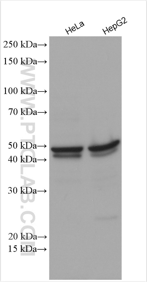 Western Blot (WB) analysis of various lysates using APOBEC3B Polyclonal antibody (14559-1-AP)