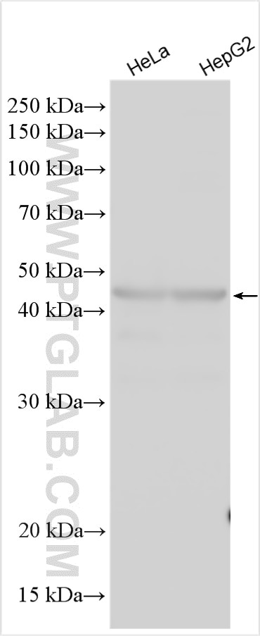 Western Blot (WB) analysis of various lysates using APOBEC3B Polyclonal antibody (14559-1-AP)