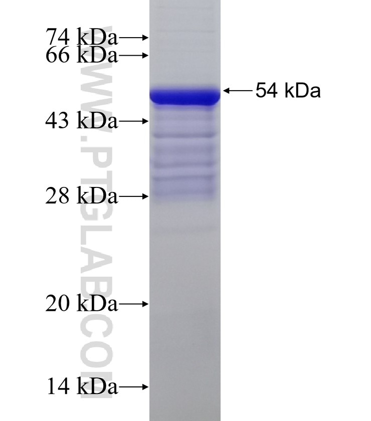 APOBEC3B fusion protein Ag6115 SDS-PAGE