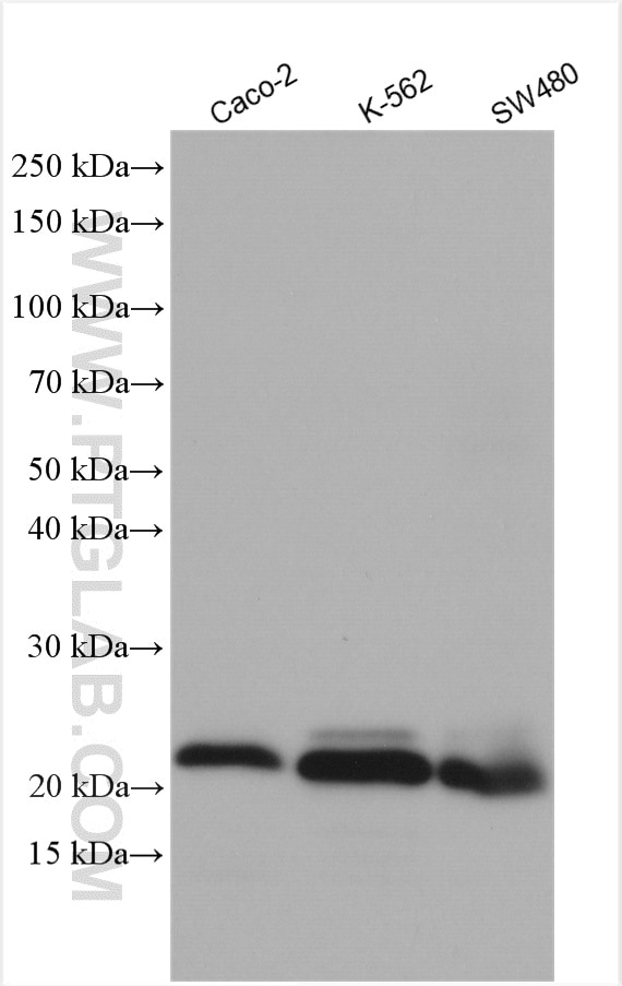 Western Blot (WB) analysis of various lysates using APOBEC3C Polyclonal antibody (10591-1-AP)