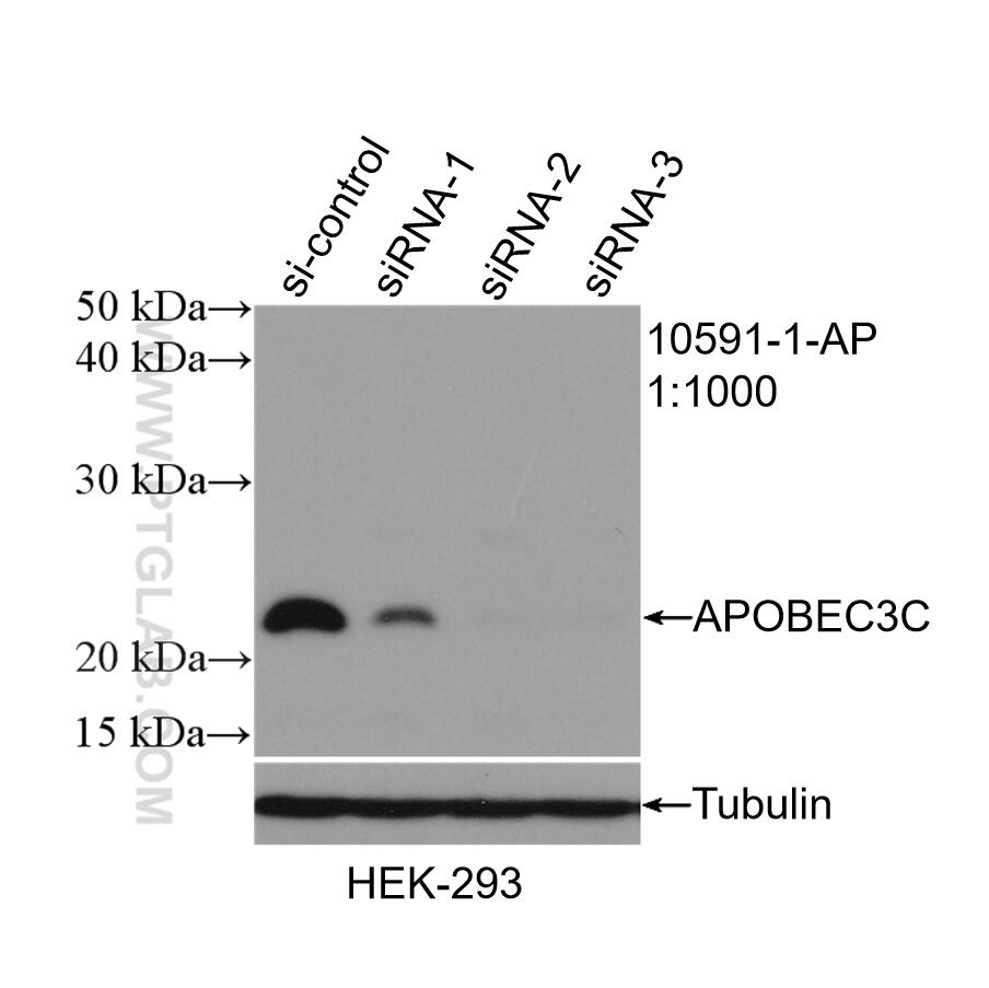 Western Blot (WB) analysis of HEK-293 cells using APOBEC3C Polyclonal antibody (10591-1-AP)