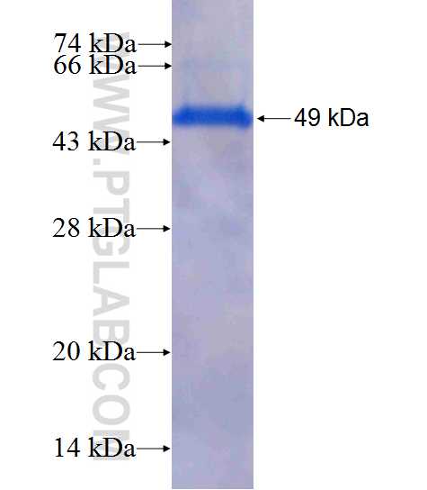 APOBEC3C fusion protein Ag0886 SDS-PAGE