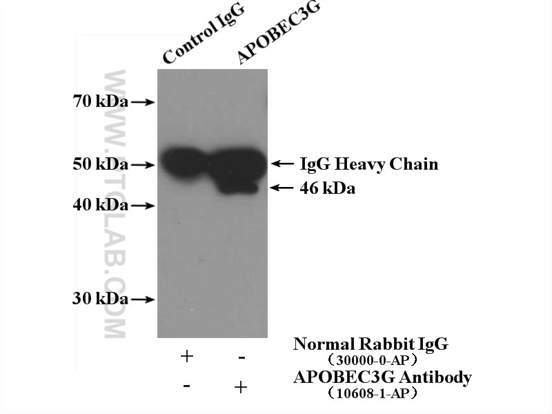 Immunoprecipitation (IP) experiment of COLO 320 cells using APOBEC3G Polyclonal antibody (10608-1-AP)