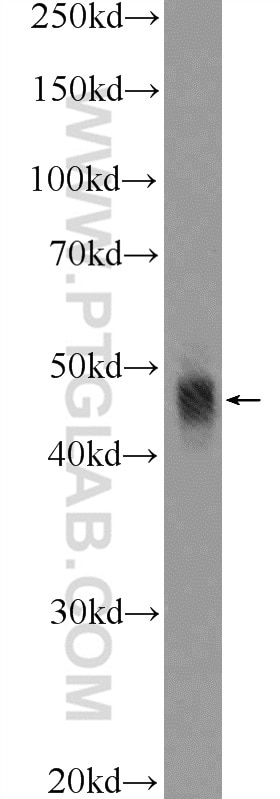 Western Blot (WB) analysis of mouse colon tissue using APOBEC3G Polyclonal antibody (10608-1-AP)