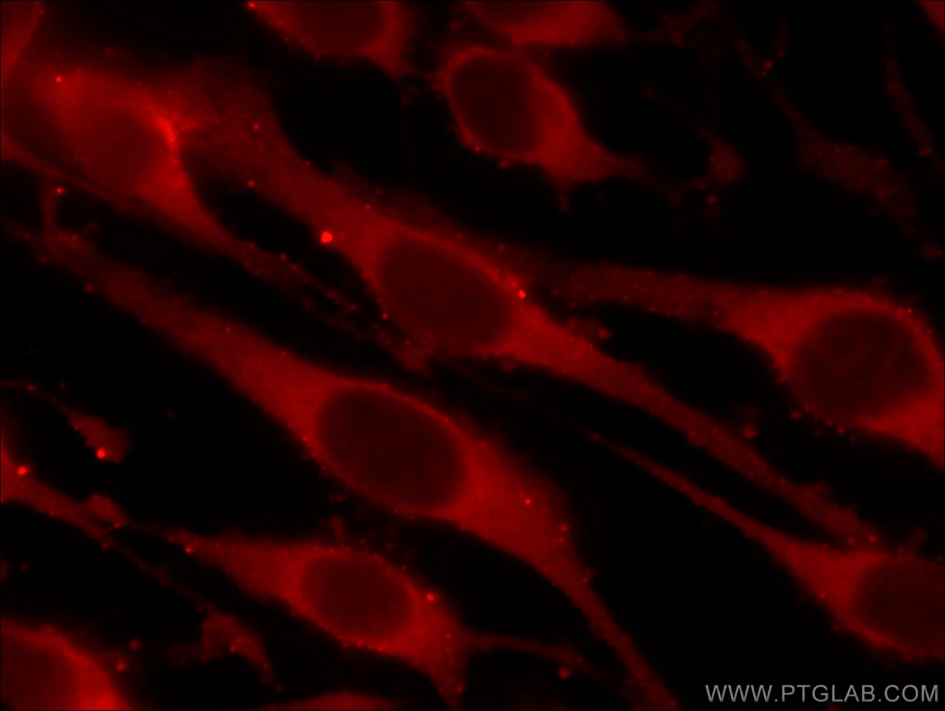 Immunofluorescence (IF) / fluorescent staining of C6 cells using APOBEC3G Monoclonal antibody (60100-1-Ig)