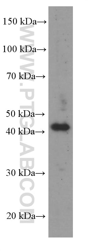 Western Blot (WB) analysis of human testis tissue using APOBEC3G Monoclonal antibody (60100-1-Ig)
