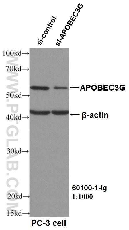 Western Blot (WB) analysis of PC-3 cells using APOBEC3G Monoclonal antibody (60100-1-Ig)