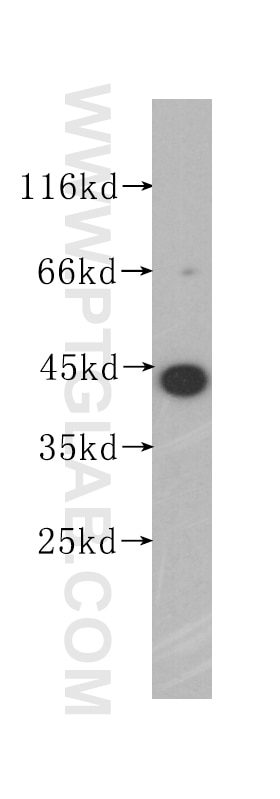 Western Blot (WB) analysis of A375 cells using APOBEC3G Monoclonal antibody (60100-1-Ig)