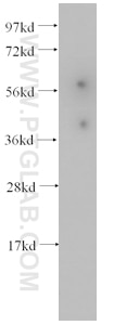 Western Blot (WB) analysis of PC-3 cells using APOBEC3G Monoclonal antibody (60100-1-Ig)