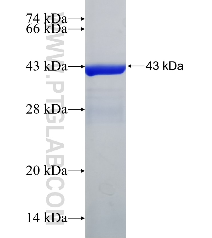 APOBEC3G fusion protein Ag30533 SDS-PAGE APOBEC3G fusion protein Ag30533 SDS-PAGE