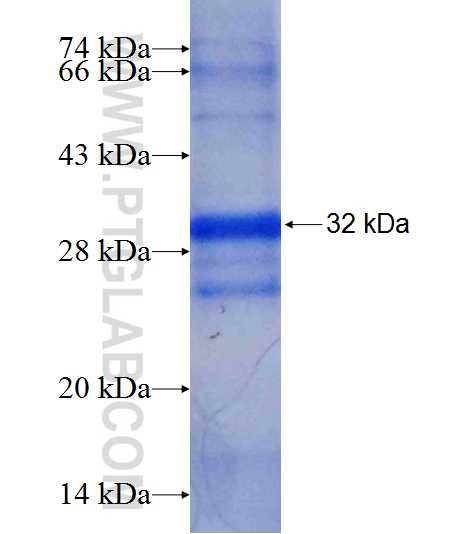 APOBEC3G fusion protein Ag7770 SDS-PAGE