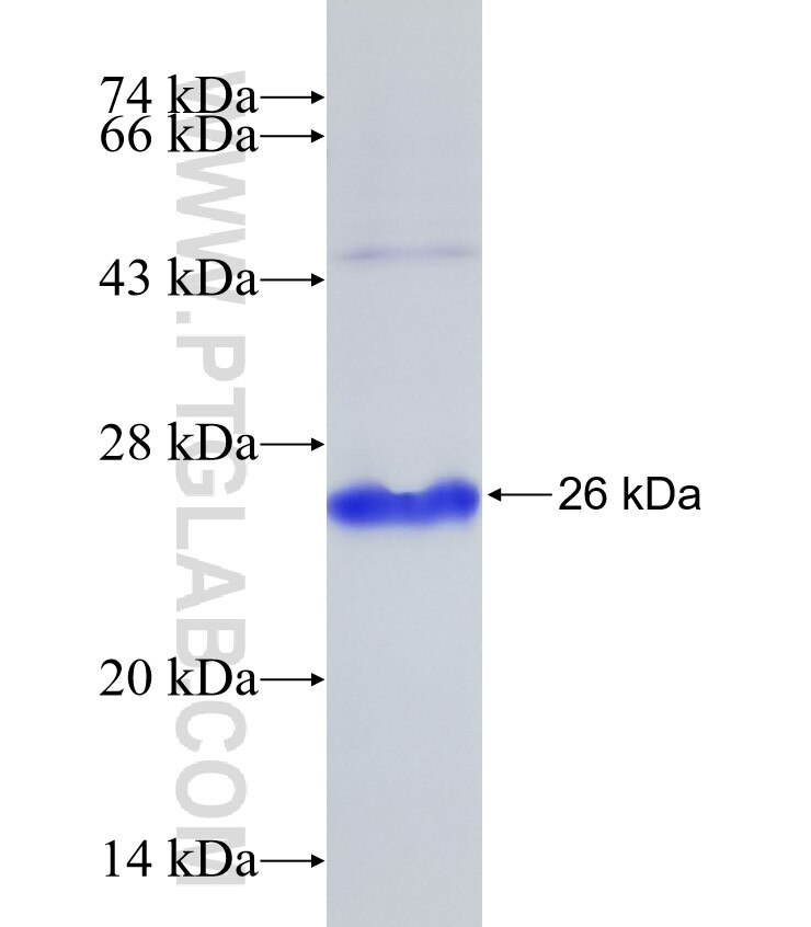 APOBEC3H fusion protein Ag11465 SDS-PAGE