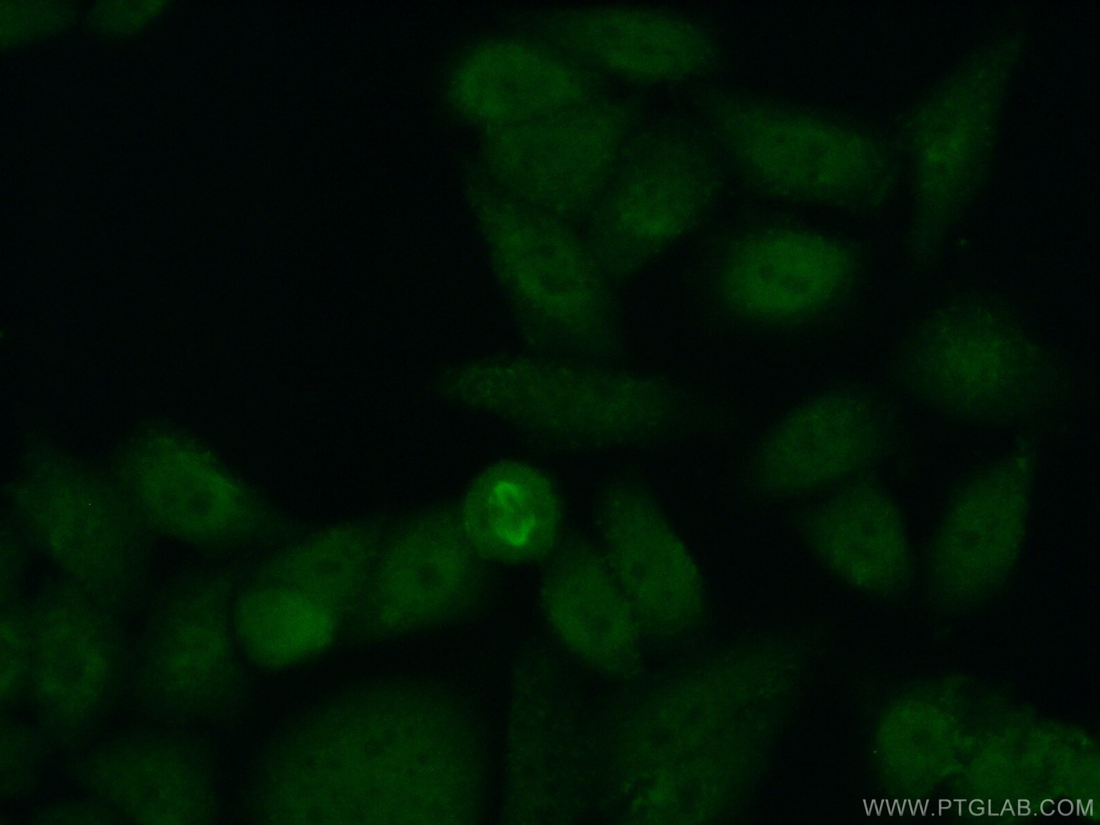 Immunofluorescence (IF) / fluorescent staining of HeLa cells using APOBEC4 Polyclonal antibody (17166-1-AP)
