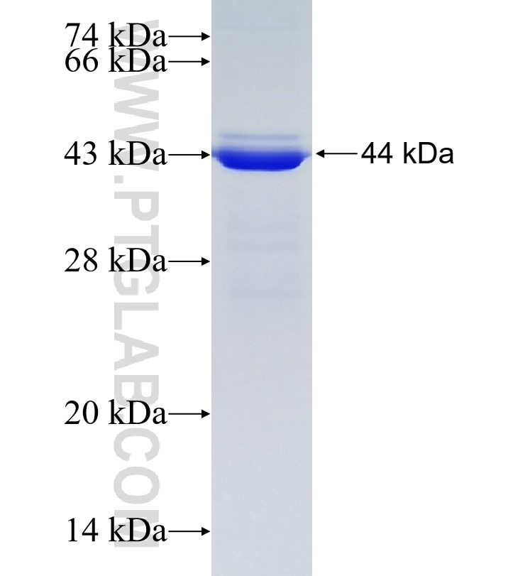 APOBEC4 fusion protein Ag10633 SDS-PAGE