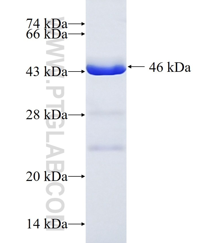 APOBEC4 fusion protein Ag10633 SDS-PAGE