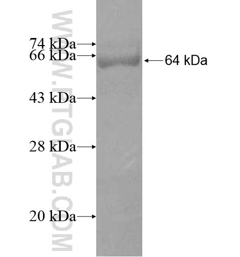 APOBEC4 fusion protein Ag10875 SDS-PAGE