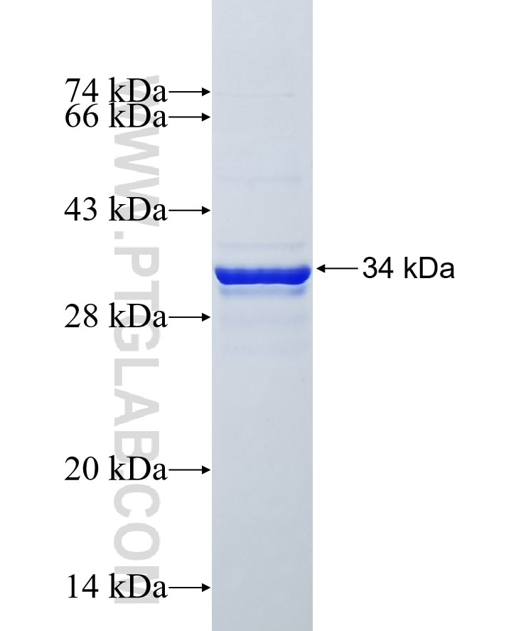 APOC1 fusion protein Ag10119 SDS-PAGE