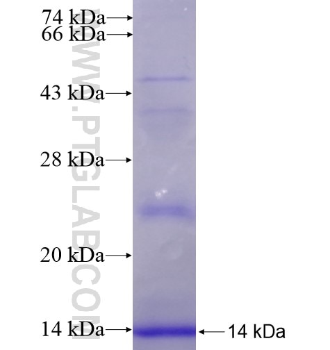 APOC1 fusion protein Ag11136 SDS-PAGE