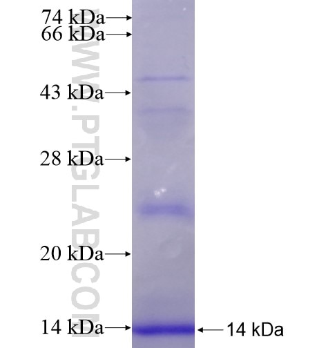 APOC1 fusion protein Ag11136 SDS-PAGE APOC1 fusion protein Ag11136 SDS-PAGE