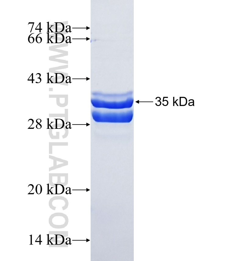 APOC2 fusion protein Ag24650 SDS-PAGE