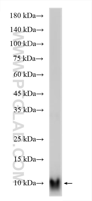 Western Blot (WB) analysis of human plasma using APOC3 Polyclonal antibody (22262-1-AP)