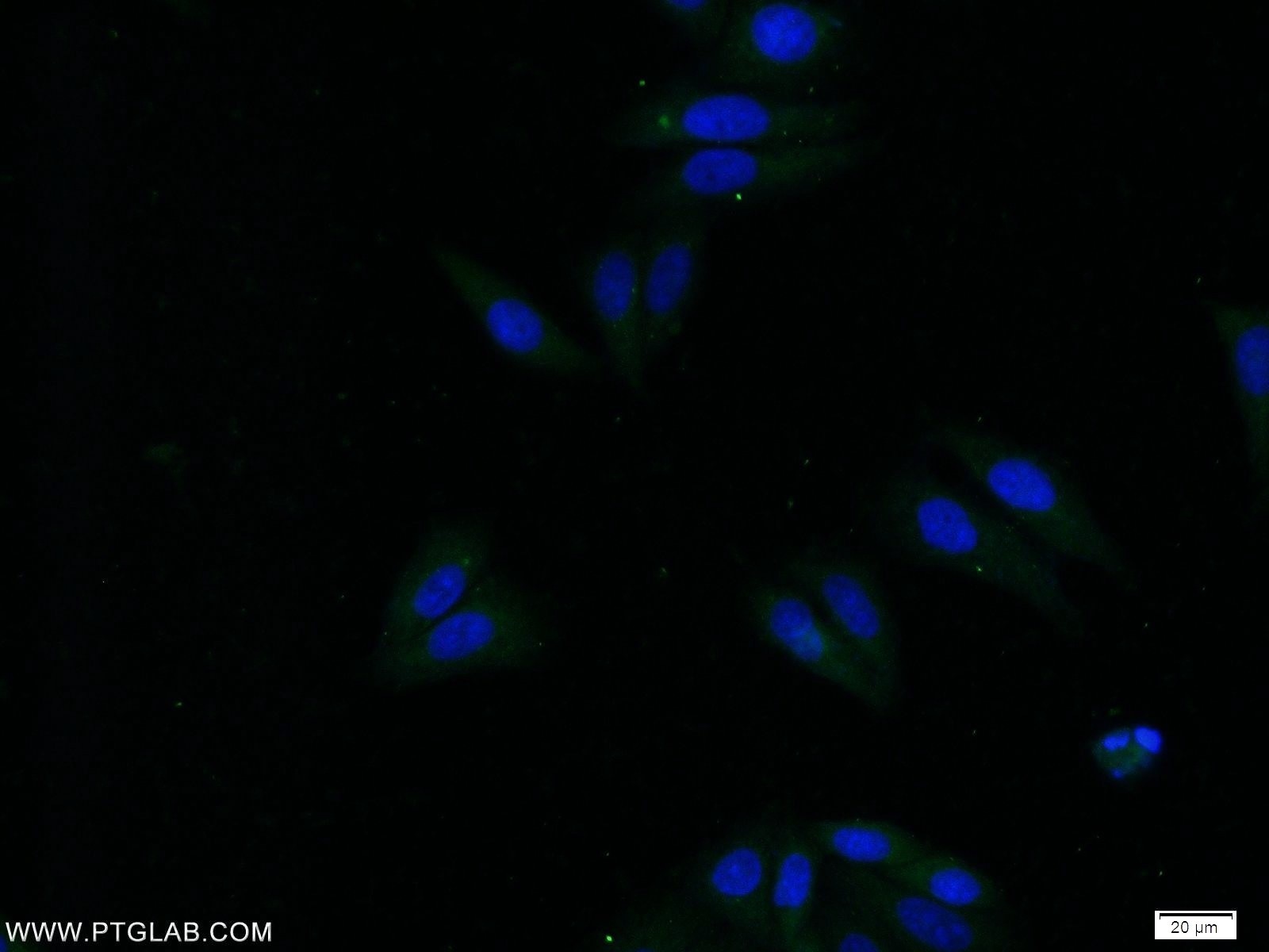 Immunofluorescence (IF) / fluorescent staining of HepG2 cells using APOC4 Polyclonal antibody (16530-1-AP)
