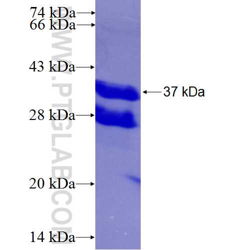 APOC4 fusion protein Ag9780 SDS-PAGE