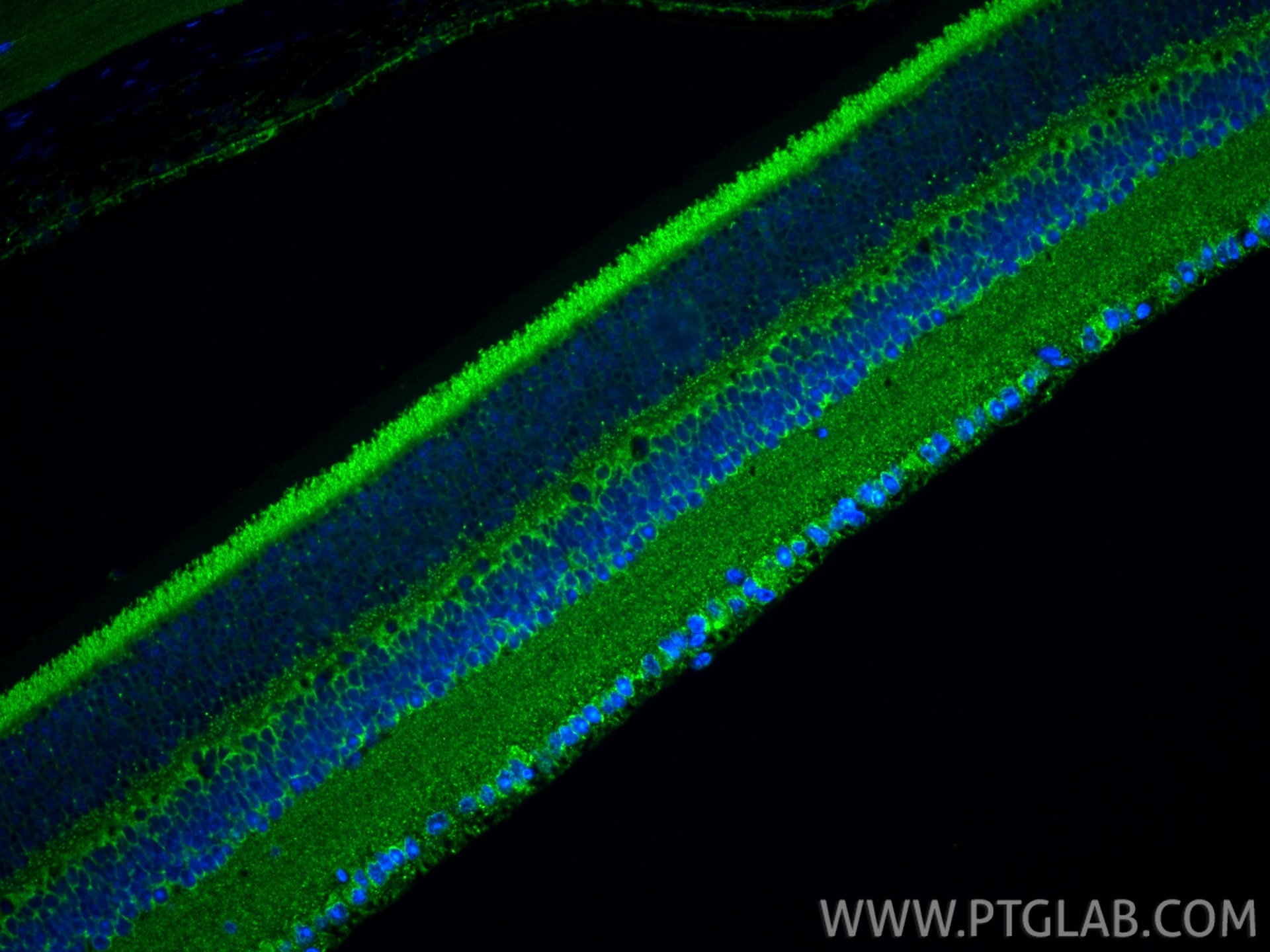 Immunofluorescence (IF) / fluorescent staining of mouse eye tissue using APOD Polyclonal antibody (10520-1-AP)