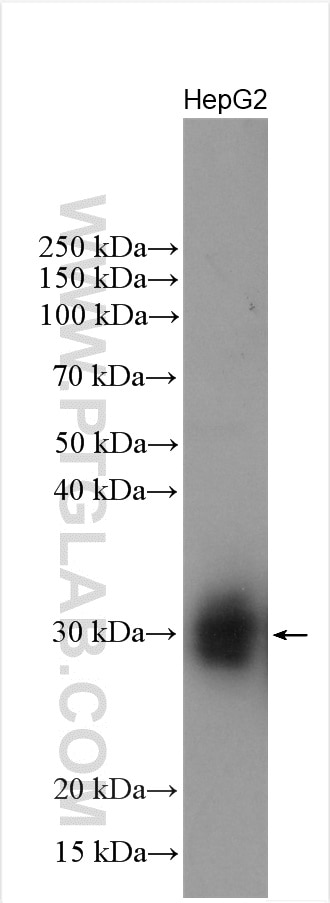Western Blot (WB) analysis of HepG2 cells using APOD Polyclonal antibody (10520-1-AP)