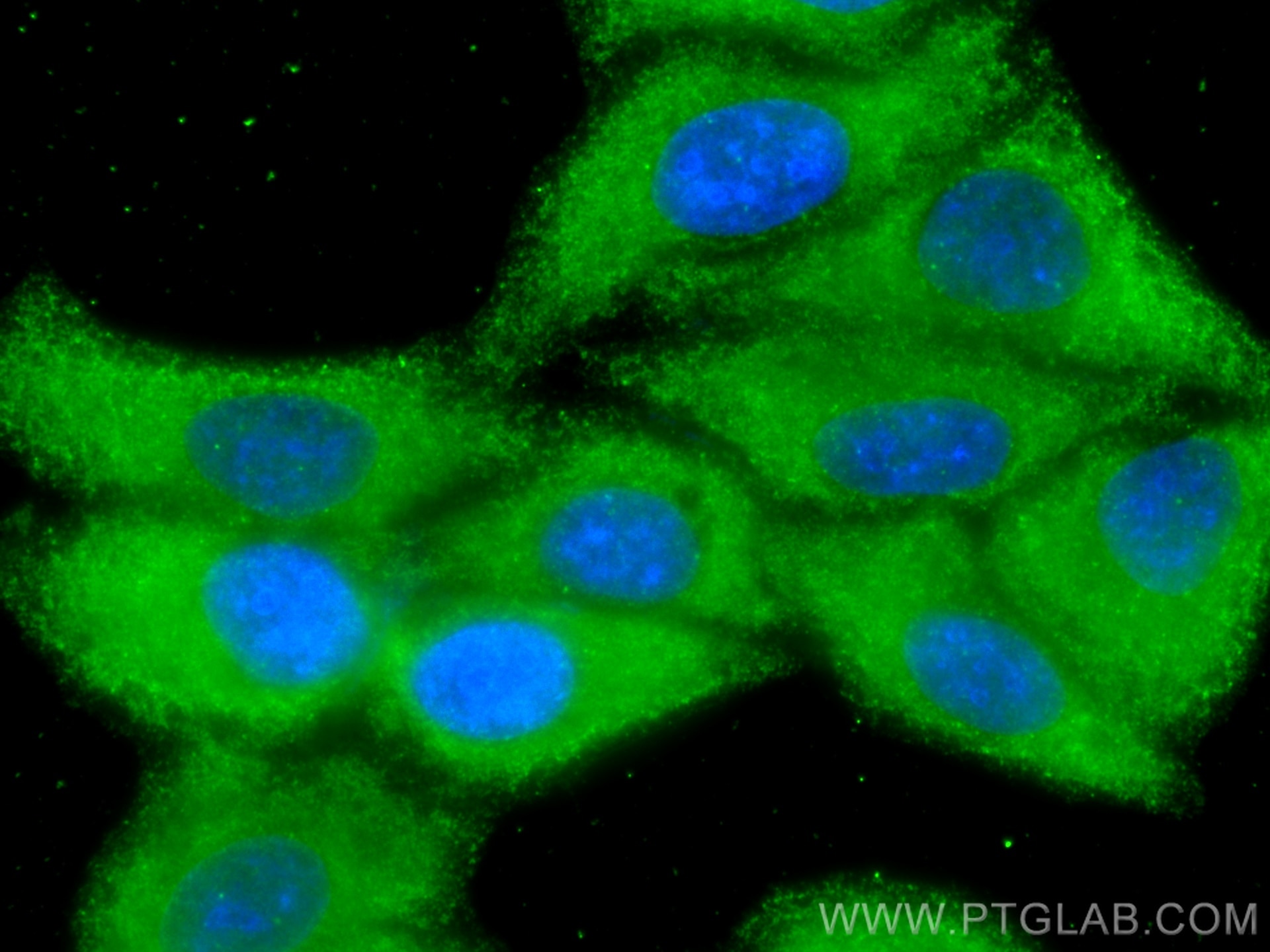 Immunofluorescence (IF) / fluorescent staining of HepG2 cells using APOD Monoclonal antibody (66215-1-Ig)
