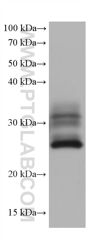 Western Blot (WB) analysis of human placenta tissue using APOD Monoclonal antibody (66215-1-Ig)