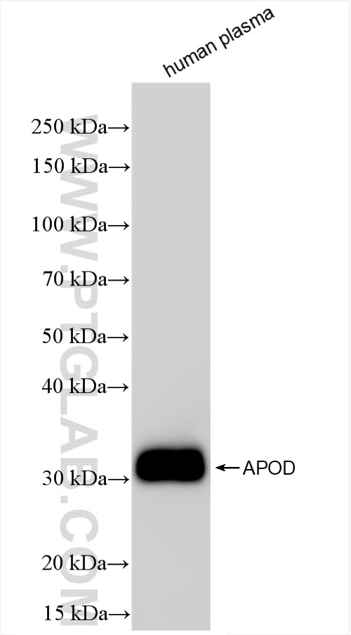Western Blot (WB) analysis of human plasma using APOD Recombinant antibody (86500-1-RR)